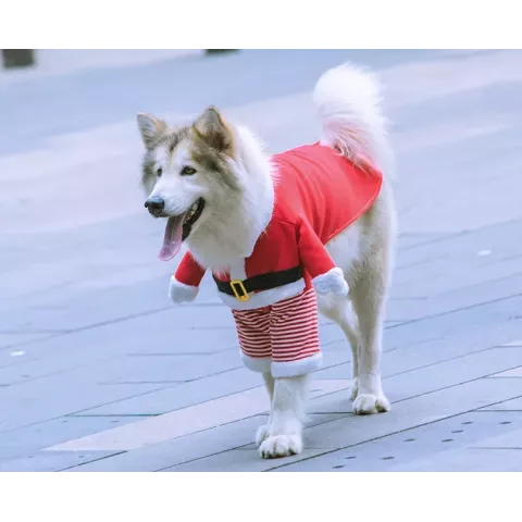 Warm Winter Dog Coat with Realistic Dog Face Design for French Bulldogs